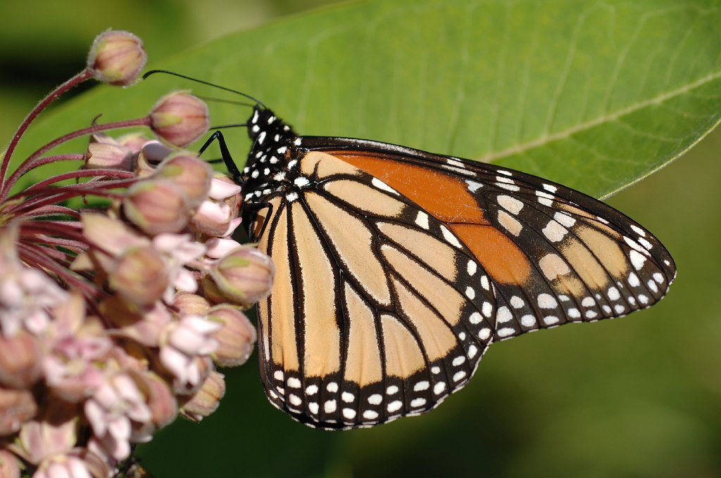 115 2008-07294621 Wachusett Meadow, MA.JPG - Monarch Butterfly. Wachusett Meadow Wildlife Sanctuary, MA, 7-29-2008